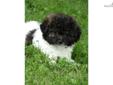 Price: $495
Malti poos are very loving intelligent and playful little dogs that are devoted to their families. Our puppies are raised in a loving home with lots of socialization. Puppies come with puppy food, utd health records and a health guarantee.