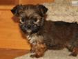 Price: $550
Sweetie is a dainty Shorkie. Her mom is a beautiful light gold AKC Shih Tzu and her daddy is a handsome AKC black and brown Yorkie. Both parents have wonderful friendly temperaments. This little girl has been vet checked, her dew claws removed