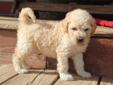 Price: $1200
Meet Alvin! When arriving to his new home, he will have a complete nose to tail vet check and arrive fully up to date on all of his vaccinations. His dad is a standard Poodle and mom is a Labradoodle, which makes him a F1b Labradoodle. He has