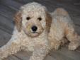 Price: $1200
Charity is a cute F1b Labradoodle. She loves to play! This gorgeous girl will steal your heart the moment you meet her. She is that great companion that everyone wants. She will have a complete nose to tail vet check and arrive fully up to