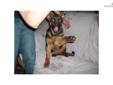 Price: $1200
This advertiser is not a subscribing member and asks that you upgrade to view the complete puppy profile for this German Shepherd, and to view contact information for the advertiser. Upgrade today to receive unlimited access to