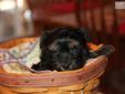 Price: $600
LilBits is a small,sweet and loving puppy. She likes to stay close and will follow Shs a perfect puppy to snuggle up with on a rainy day. She is a first generation Yorkiepoo, her mom is a Yorkshire Terrier and her dad a Toy Poodle. She will