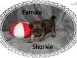 Price: $350
Shorkie female for sale. Born Apr.6th, ready June 1st.Shots and worming utd when sold. Brown and black in color. Cross of Yorkie and Shih Tzu. If you want to see a Shorkie , Google " Shorkie" to see adult pictures.Cute little dogs. Thank you,