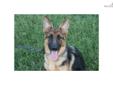 Price: $1000
This advertiser is not a subscribing member and asks that you upgrade to view the complete puppy profile for this German Shepherd, and to view contact information for the advertiser. Upgrade today to receive unlimited access to