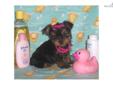 Price: $795
This advertiser is not a subscribing member and asks that you upgrade to view the complete puppy profile for this Yorkshire Terrier - Yorkie, and to view contact information for the advertiser. Upgrade today to receive unlimited access to