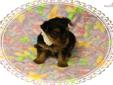 Price: $500
Female Purebred Yorkshire Terrier for sale. Born Apr.21st. Ready to go June 16th.Vaccines and worming will be utd when sold. CKC registered.Black with tan.Will be silver and gold when grown. Thank you, Kathy Harlow
Source: