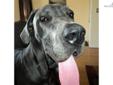 Price: $0
This advertiser is not a subscribing member and asks that you upgrade to view the complete puppy profile for this Great Dane, and to view contact information for the advertiser. Upgrade today to receive unlimited access to NextDayPets.com. Your