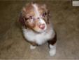 Price: $550
This advertiser is not a subscribing member and asks that you upgrade to view the complete puppy profile for this Australian Shepherd, and to view contact information for the advertiser. Upgrade today to receive unlimited access to