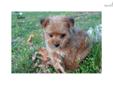 Price: $495
Yorkie Poo's are happy, intelligent, loving and very clever. Highly trainable and get along with strangers, children and other pets... My puppies are raised in a home with lots of activity. They will come with up to date vaccinations, de