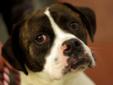 Raider is a one year old male Boxer/mix. He is good with other dogs and easy to manage. According to BBBR Photographer, Donald G. Frazier, Raider was calm, easy to handle and photograph. Meet Raider at the Canyon County Animal Shelter at 5801 Graye Lane