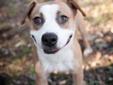 Hello. My name is Meri. I am a femaleBoxer mix. I am medium sized and I weigh about 45 pounds. I am spayed, up to date on vaccines and heartworm negative. I am very friendly with people. I like to be the boss when playing with other dogs so if I am to be