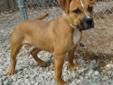 I'm Monty! I'm a 1 year old Boxer mix. I love to play and run around. I'm very loyal and handsome. Maybe we can play together sometime? Come meet me at Almost Home Humane Society! To view the latest events and see all of the adoptable animals at AHHS,