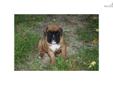 Price: $550
This advertiser is not a subscribing member and asks that you upgrade to view the complete puppy profile for this Boxer, and to view contact information for the advertiser. Upgrade today to receive unlimited access to NextDayPets.com. Your