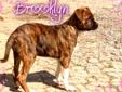 Price: $395
This advertiser is not a subscribing member and asks that you upgrade to view the complete puppy profile for this Boxer, and to view contact information for the advertiser. Upgrade today to receive unlimited access to NextDayPets.com. Your