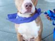 Rex was found as a stray and taken to a local vet who contacted Home Fur-Ever for help. Rex is a wonderful dog that just loves everyone, people, other dogs and some cats, although he does tend to chase them. He has a very sweet temper and is eager to