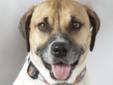 My name is Sadie! A mailman actually saw my owner open the door to his car, put me out and drive off. Isn't that a fine how do you do? I was terrified, so I tucked my tail and ran off to a schoolyard because I saw some children I thought I could play