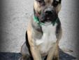 This boy is a mixed breed, possibly a Boxer/Shepherd. He looks to be about 2.5 years old. He is a nice dog. Lost and stray animals are held at Dekalb Animal Services for five (5) business days in order to give their owners a chance to reclaim them. After