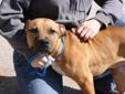 This dog is a male Boxer?Terrier mix. He is about 2 years old and weighs about 50 pounds. He is friendly with people and dogs. Intake date: 4/5/2012 Lost and stray animals are held at Dekalb Animal Services for five (5) business days in order to give