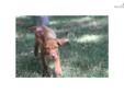 Price: $800
Puppy comes from multiple generations of excellent bloodlines, including titles for hunting, show, and field trials. The parents are both our (considerably spoiled) family pets. Feel free to contact us to reserve your pup now. They will be