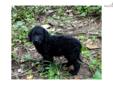 Price: $1250
Meet Brad. He?s a sweet F1b Labradoodle. Bring adventure into your life with this daring little guy! Brad can be shipped if needed to most major airports for a fee of $325, which will get him home to you up to date on his vaccinations and in