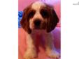 Price: $550
BRAD is a handsome white & buff American Cocker Spaniel. HE loves to play with his toys & kids out in the play yard. He will be current on his shots & worming, shipping available at extra cost. We will be taking $300.00 NON-REFUNDABLE