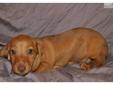 Price: $350
This advertiser is not a subscribing member and asks that you upgrade to view the complete puppy profile for this Dachshund, and to view contact information for the advertiser. Upgrade today to receive unlimited access to NextDayPets.com. Your