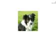 Price: $400
This advertiser is not a subscribing member and asks that you upgrade to view the complete puppy profile for this Border Collie, and to view contact information for the advertiser. Upgrade today to receive unlimited access to NextDayPets.com.