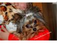 Price: $2000
We are looking for the perfect home for our little one. She is a tiny little girl with a personality to die for. No home with large dogs or small children. Visit our website for more information about us and our yorkies.