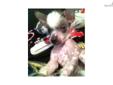 Price: $1550
This advertiser is not a subscribing member and asks that you upgrade to view the complete puppy profile for this Chinese Crested, and to view contact information for the advertiser. Upgrade today to receive unlimited access to