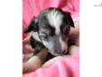 Price: $550
This advertiser is not a subscribing member and asks that you upgrade to view the complete puppy profile for this Chinese Crested, and to view contact information for the advertiser. Upgrade today to receive unlimited access to