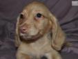 Price: $500
This advertiser is not a subscribing member and asks that you upgrade to view the complete puppy profile for this Dachshund, and to view contact information for the advertiser. Upgrade today to receive unlimited access to NextDayPets.com. Your