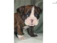 Price: $2800
This advertiser is not a subscribing member and asks that you upgrade to view the complete puppy profile for this English Bulldog, and to view contact information for the advertiser. Upgrade today to receive unlimited access to