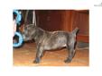 Price: $1000
We have four female this one is a brindle. She is ready to go to your home on the first of November. Her grandfather is the Eukanuba Best of breed. Her Sire has won best puppy. Call or email for more information.
Source: