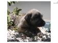 Price: $1200
This advertiser is not a subscribing member and asks that you upgrade to view the complete puppy profile for this Irish Wolfhound, and to view contact information for the advertiser. Upgrade today to receive unlimited access to