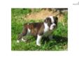 Price: $750
Beautiful male pup. Excellent bloodlines, up to date on vaccinations, health guarantee, check out parents and available litter mates on our website. www.elkvalleybulldogges.com
Source: