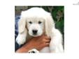Price: $2000
This advertiser is not a subscribing member and asks that you upgrade to view the complete puppy profile for this Golden Retriever, and to view contact information for the advertiser. Upgrade today to receive unlimited access to