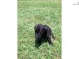 Price: $400
This advertiser is not a subscribing member and asks that you upgrade to view the complete puppy profile for this Labrador Retriever, and to view contact information for the advertiser. Upgrade today to receive unlimited access to