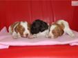 Price: $600
AKC...We have two White and Orange FEMALES left for VALENTINE'S absolutely gorgeous GIRLS....This litter is for VALENTINE'S 2013 ...absolutely beautiful pups ..Hunt Champion bloodline and great family companions.. 2 left as of 2-10-13 Can