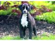 Price: $750
This spunky black Boxer puppy will melt your heart! She is well socialized, friendly and playful! This puppy is ACA registered, vet checked, vaccinated and wormed. She also comes with a 1 year genetic health guarantee. Please contact us for