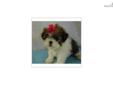 Price: $1395
The Shih Tzu is a small, sturdy dog with a body that is slightly longer than it is tall. The Shih Tzu is an alert, lively, little dog. It is happy and hardy, and packed with character. The gentle, loyal Shih Tzu makes friends easily and