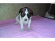 Price: $700
This advertiser is not a subscribing member and asks that you upgrade to view the complete puppy profile for this Papillon, and to view contact information for the advertiser. Upgrade today to receive unlimited access to NextDayPets.com. Your