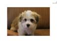 Price: $500
This advertiser is not a subscribing member and asks that you upgrade to view the complete puppy profile for this Havanese, and to view contact information for the advertiser. Upgrade today to receive unlimited access to NextDayPets.com. Your