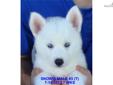 Price: $800
BRUCK'S SIBERIAN HUSKIES ----AKC REGISTERED, ALL COLORS, (EVEN THE RARE PURE WHITE AVAILABLE AT TIMES), MOST WITH THE BEAUTIFUL BLUE EYES-A FEW WITH THE WARM BROWN EYES, (WE SOMETIMES HAVE PUPPIES WITH BI-EYES,(ONE BLUE EYE, ONE BROWN OR GREEN