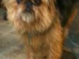 Amber and 7 other Brussels Griffons came from a breeder in Duchesne who is shutting down her small kennel due to medical issues. Amber is a very sweet girl and loves people. She is not shy and has a trouble free coat. She is the smartest adult dog there