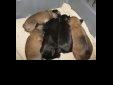 Price: $750
I RAISE MY DOGS AND PUPS IN HOME. THEY WERE BORN MARCH 6TH. I HAVE ONE BLACK ROUGH FEMALE. ONE ROUGH MALE AND FEMALE BELGE. I RAISE ONLY GRIFFONS. THEY ARE AKC REGISTERED BUT SOLD ON LIMITED REGISTRATION. THEY MUST BE ALTERED NOT BRED. PLEASE