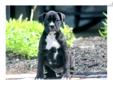 Price: $750
This spunky black Boxer puppy will melt your heart! She is well socialized, friendly and playful! This puppy is ACA registered, vet checked, vaccinated and wormed. She also comes with a 1 year genetic health guarantee. Please contact us for