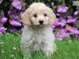 Price: $575
Can you say - Adorable Cockapoo?!?!? This puppy is vet checked, vaccinated, wormed and health guaranteed. She is super friendly, raised with children and playful as can be. This puppy was born on July 12th and her momma is a Cocker Spaniel &