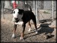 Tatunka, the pure bred Bull Terrier. Fully vetted. Dog aggressive over toys and food. No human aggression at all! She would have to be an only dog. She lived with a little girl also. Now ready for a forever home. Heartworm tested negative, up-to-date on