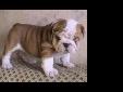 Price: $150
We are a small show kennel breeding top quality champion sired Bulldog puppies. We breed and exhibit Bulldogs with outstanding health, conformation and temperament. We are proud members of the BCA (Bulldog Club of America). We currently have