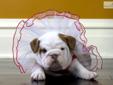 Price: $3000
This advertiser is not a subscribing member and asks that you upgrade to view the complete puppy profile for this Bulldog, and to view contact information for the advertiser. Upgrade today to receive unlimited access to NextDayPets.com. Your